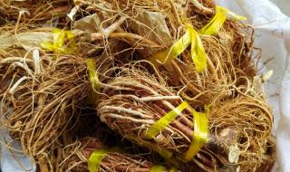 五指毛桃和什么煲汤最好